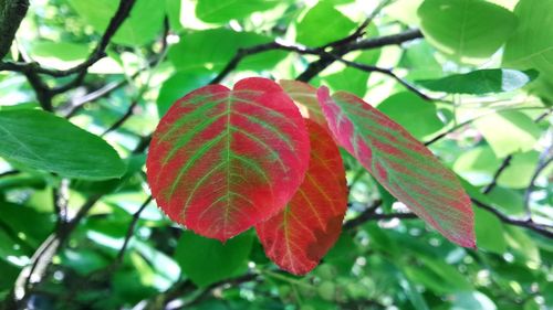 Close-up of red leaves on plant