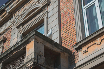 Low angle view of seagull on balcony