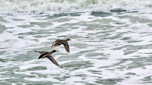 Bird flying over sea