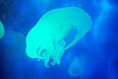 Close-up of jellyfish in sea