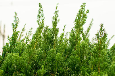 Low angle view of fresh green plants against sky