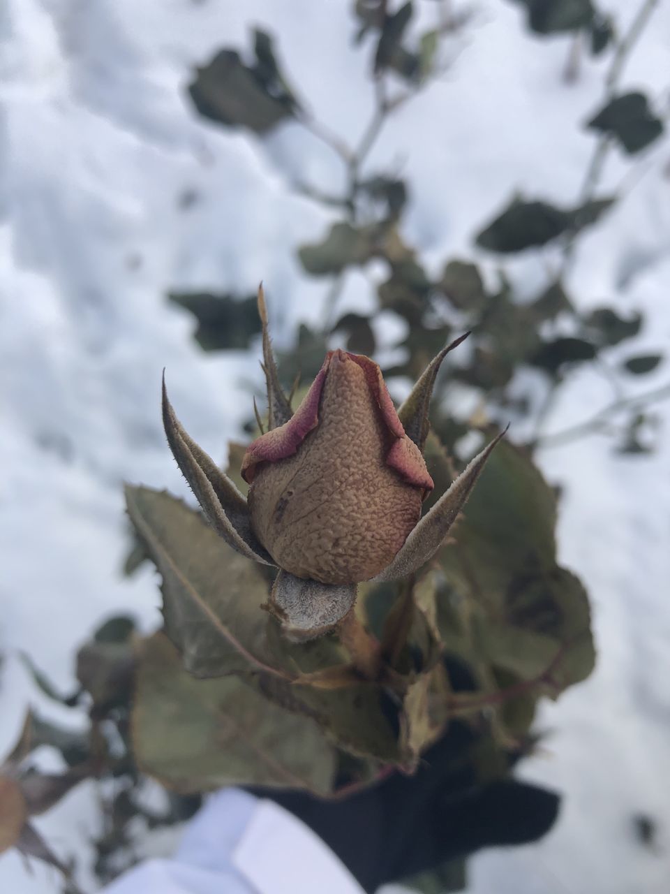 CLOSE-UP OF FROZEN PLANT ON SNOW