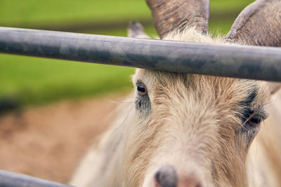 Close-up of a horse