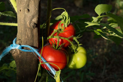 Close-up of fruits on plant