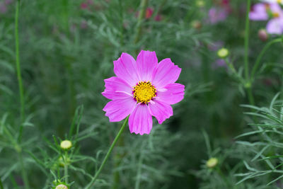 Close-up of pink cosmos flower on field