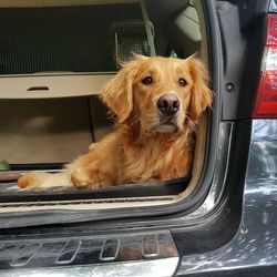 Portrait of dog in car