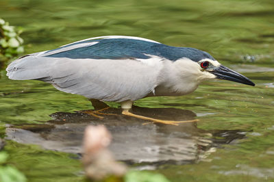 Close-up of bird in lake