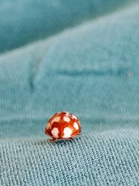 High angle view of a ladybug 