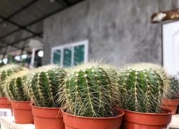 Close-up of potted plants in yard