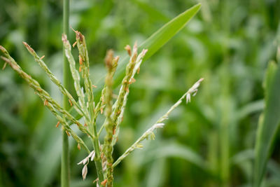 Close-up of crop growing in field