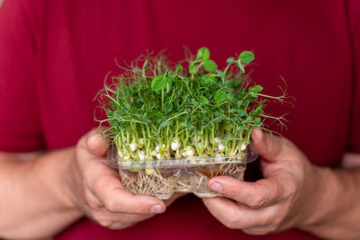 Close-up of hand holding potted plant