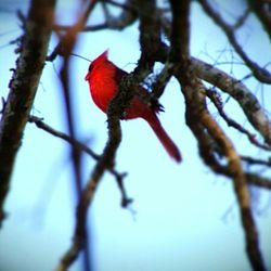 Low angle view of red fruit on tree