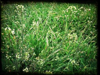 Plants growing on field