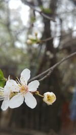 Close-up of white flowers