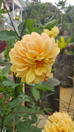 Close-up of yellow flowers blooming outdoors