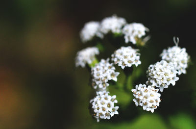 Close-up of flowers blooming outdoors