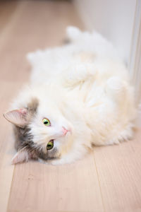 Portrait of white cat lying on hardwood floor relaxing