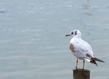Seagull perching on railing