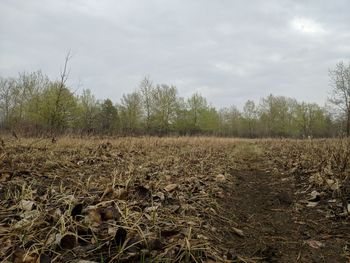 Scenic view of field against sky