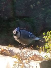 Close-up of bird perching outdoors