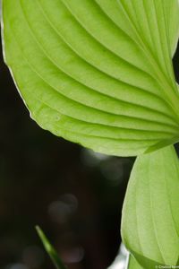 Close-up of leaves