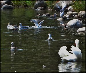 Swans in lake