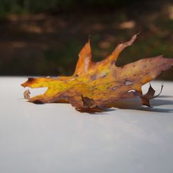 Close-up of dry maple leaf on water