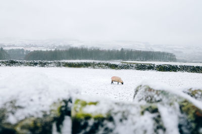 Sheep on snow field against sky during winter