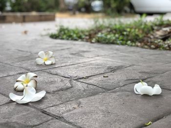 Close-up of white flowers on footpath
