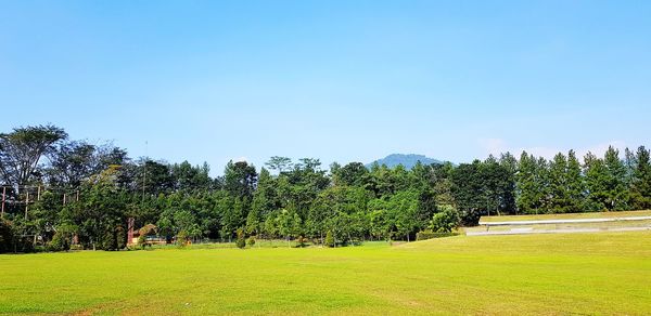 Trees on field against clear sky