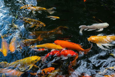 High angle view of koi carps swimming in pond