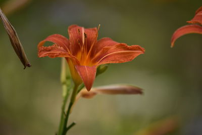 Close-up of orange day lily