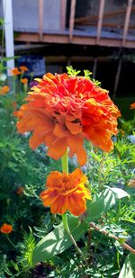 Close-up of orange flowering plant