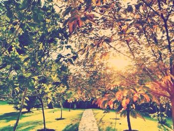 Footpath passing through forest