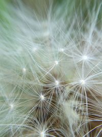 Close-up of dandelion flower