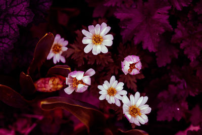 High angle view of white flowering plants