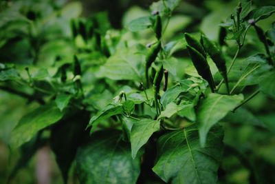 Close-up of green leaves