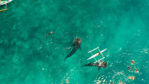 High angle view of people swimming in sea