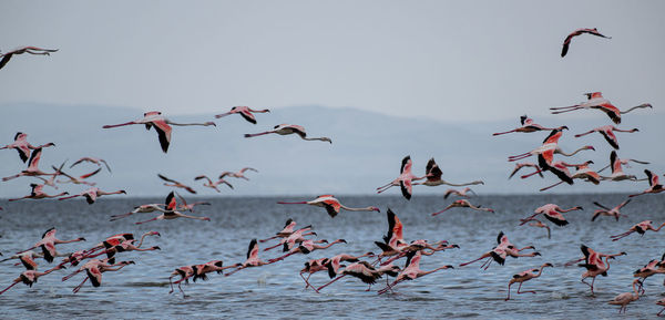 Low angle view of seagulls flying against sky