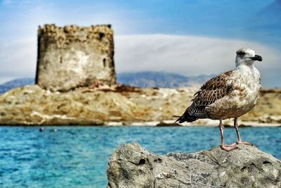 Close-up of bird perching on shore against sea