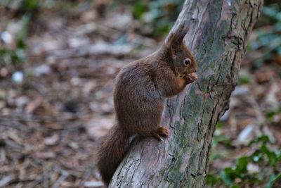 Squirrel on tree trunk