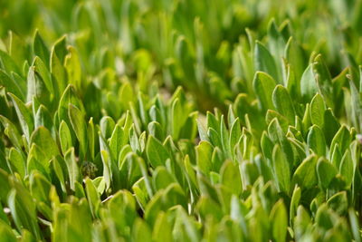 Close-up of crops growing on field