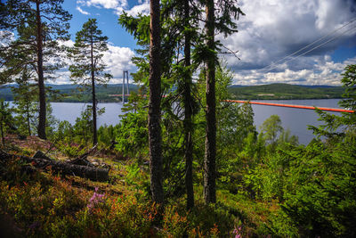 Scenic view of forest against sky