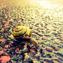 Close-up of snail