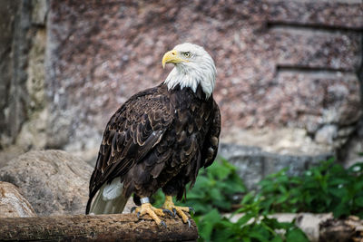 Close-up of eagle perching on wall