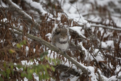 View of birds on snow covered tree during winter