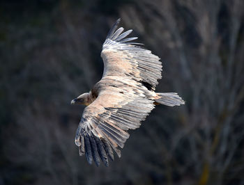 Close-up of eagle flying