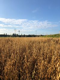 Scenic view of field against sky