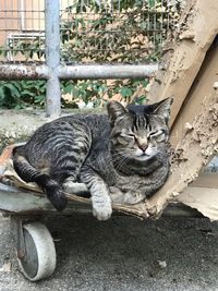 Portrait of cat resting outdoors