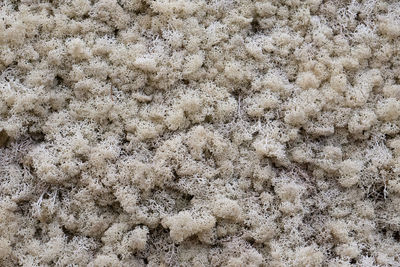 High angle view of animal on beach